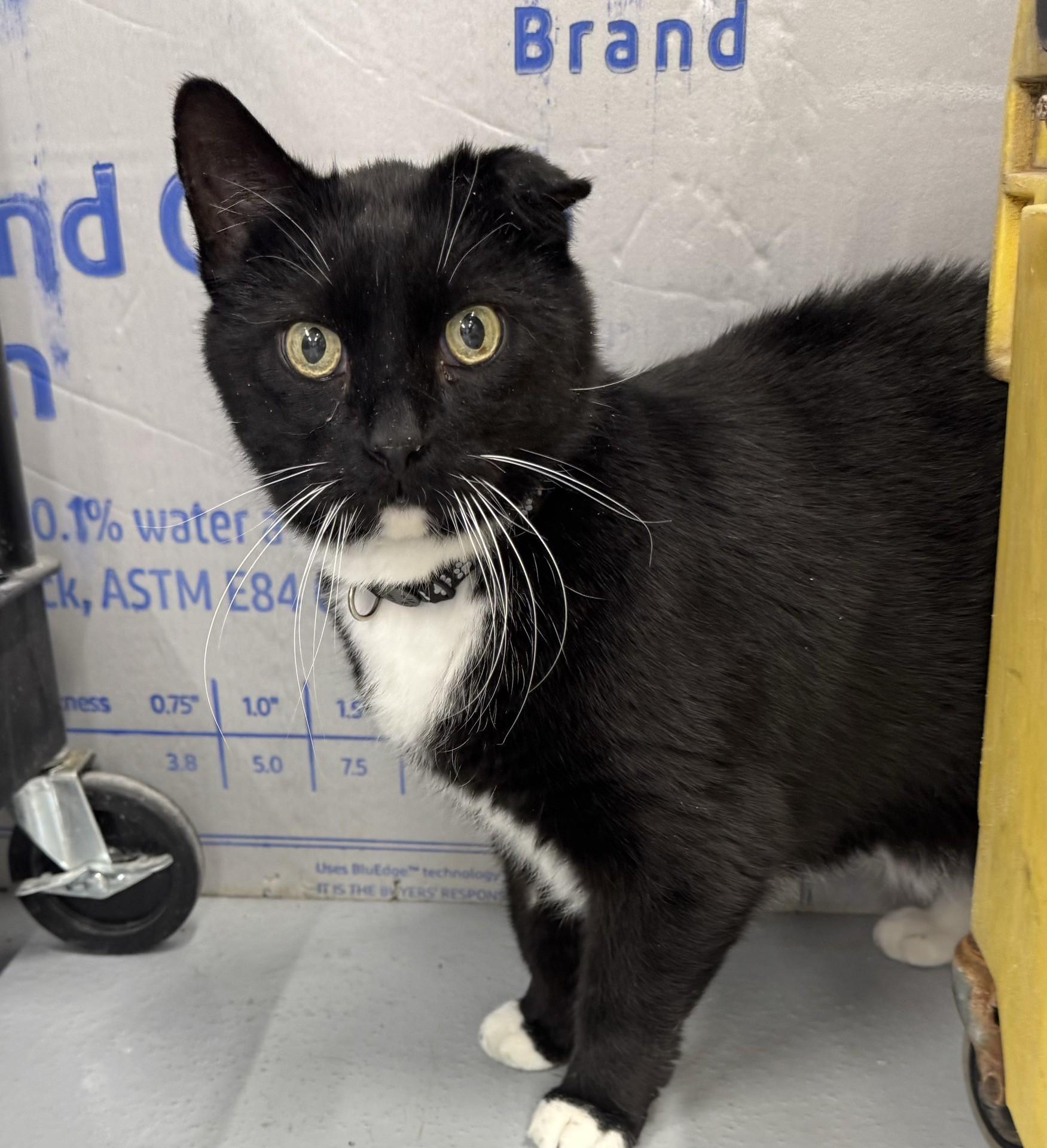 Oreo, ADOPTABLE, Senior Male Domestic Short Hair.