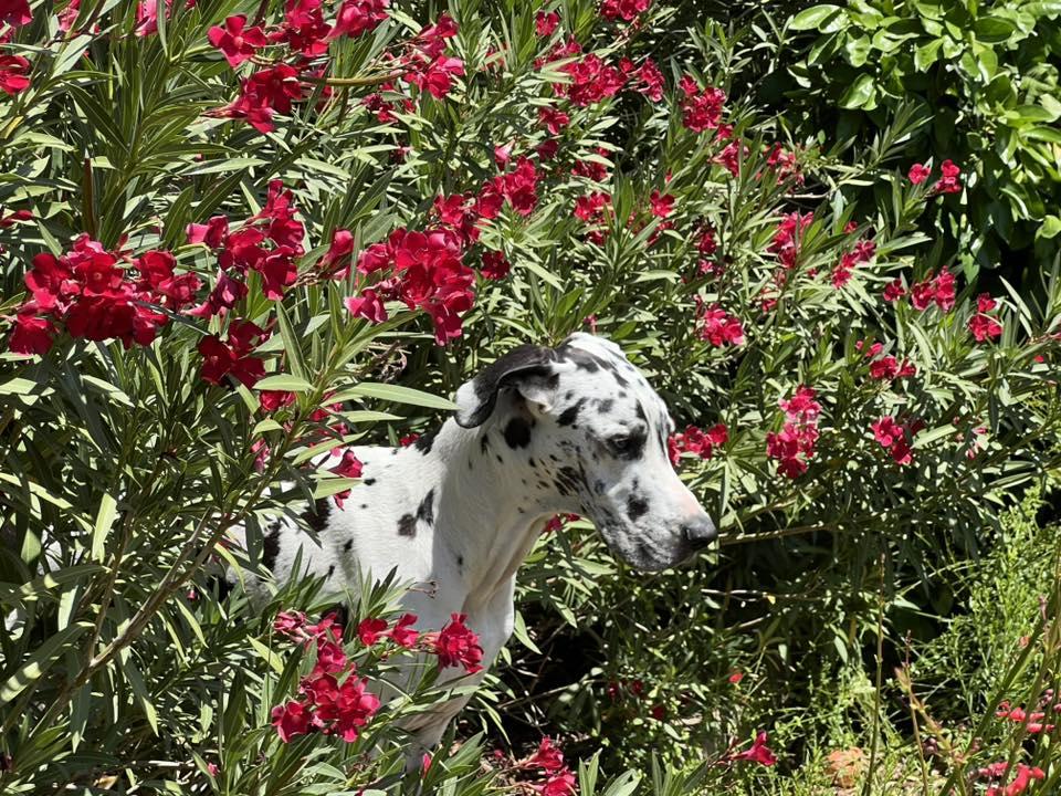 Stone, Adoptable, Adult Male Great Dane.