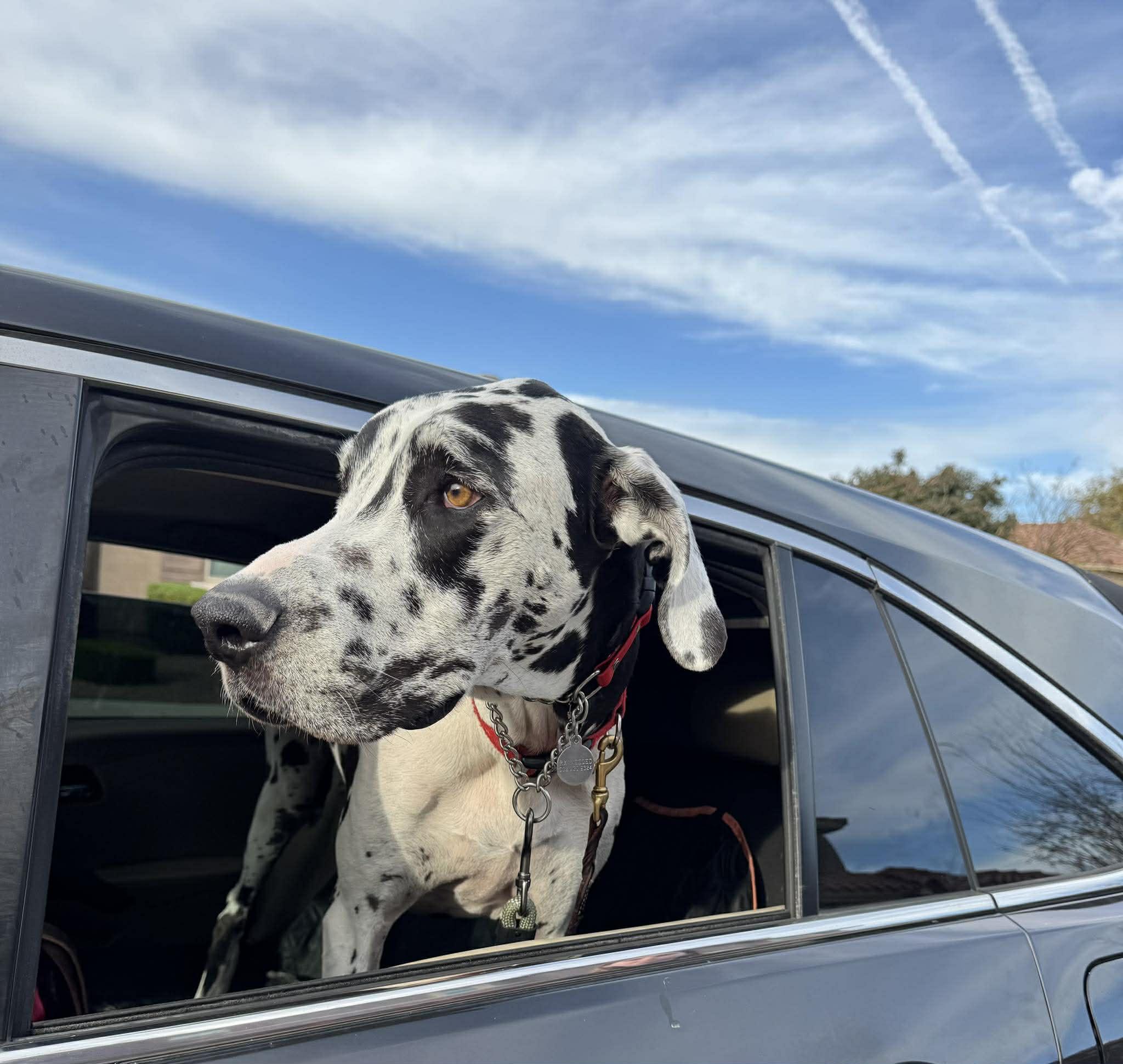Stone, a Adoptable Great Dane in Mesa, AZ image 2/2
