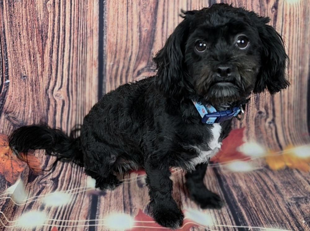 Bentley, Adoptable, Young Male Shih Tzu & Poodle.