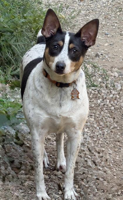 Drako (7174), Adoptable, Adult Male Rat Terrier.