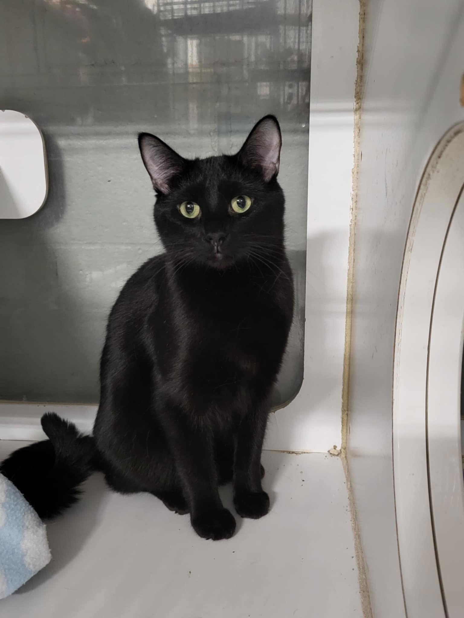 Enlarge Hallow, a Adopted Domestic Short Hair in Detroit Lakes, MN image 2/3