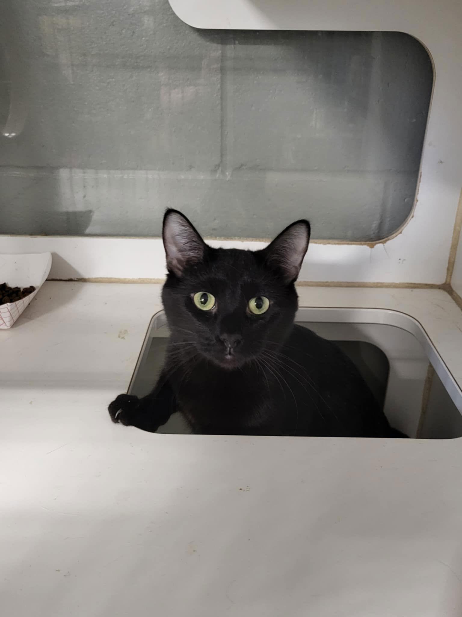 Enlarge Hallow, a Adopted Domestic Short Hair in Detroit Lakes, MN image 3/3