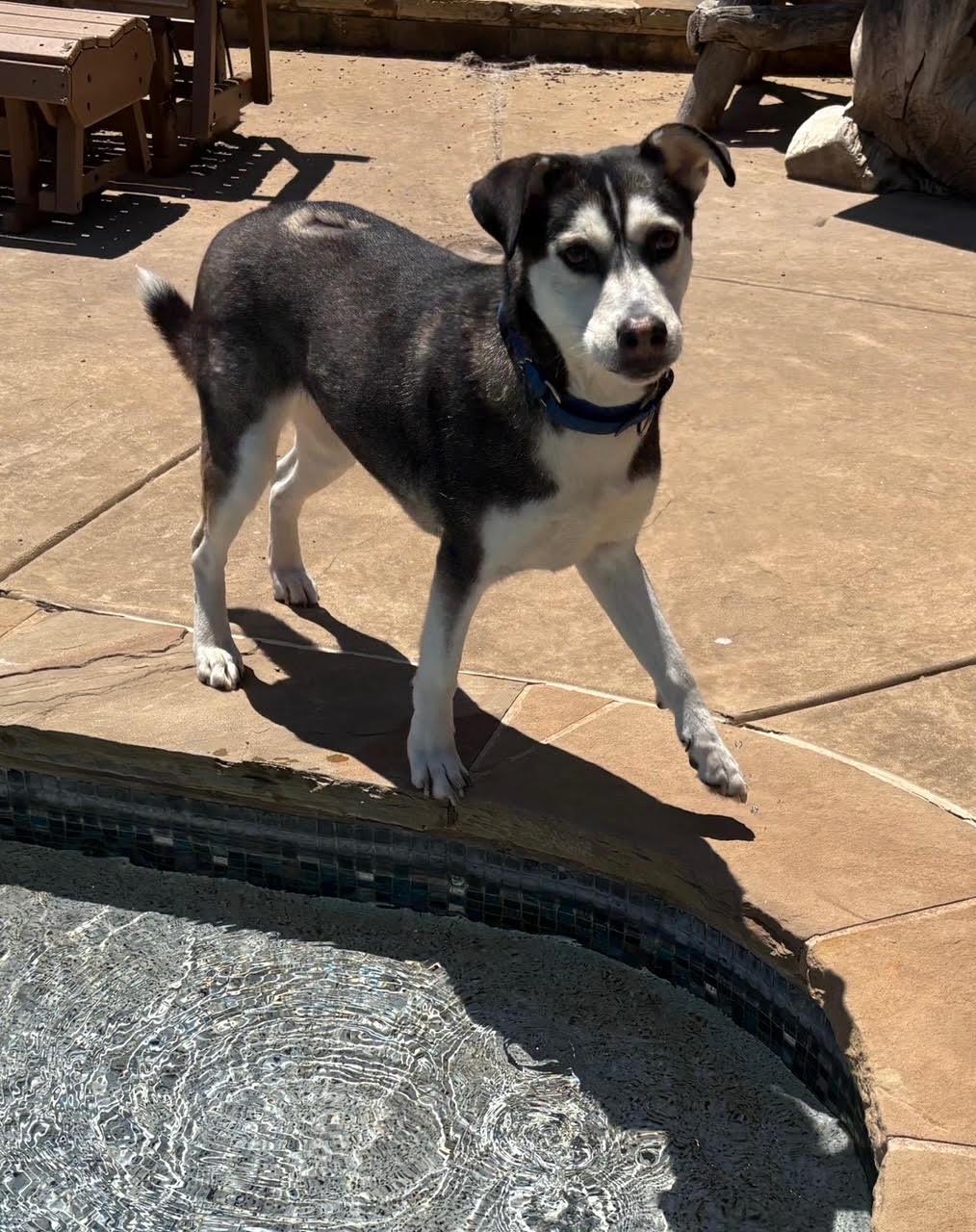 BEBE,COURTESY POST, Adoptable, Adult Female Husky.