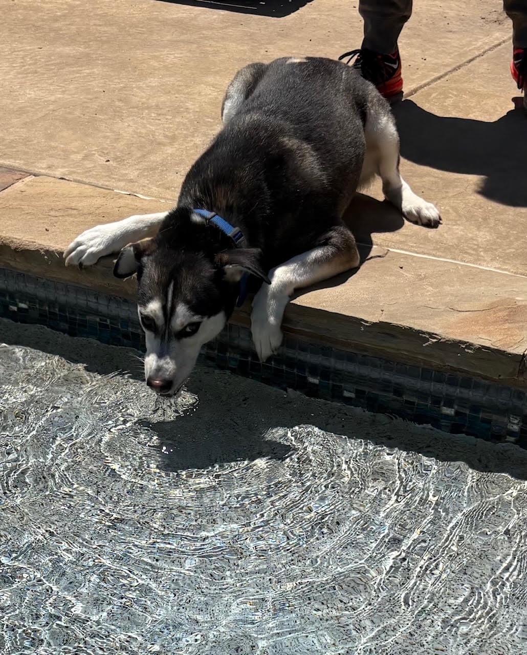 Enlarge BEBE,COURTESY POST, a Adoptable mixed breed in Rocky Point, NY image 3/3