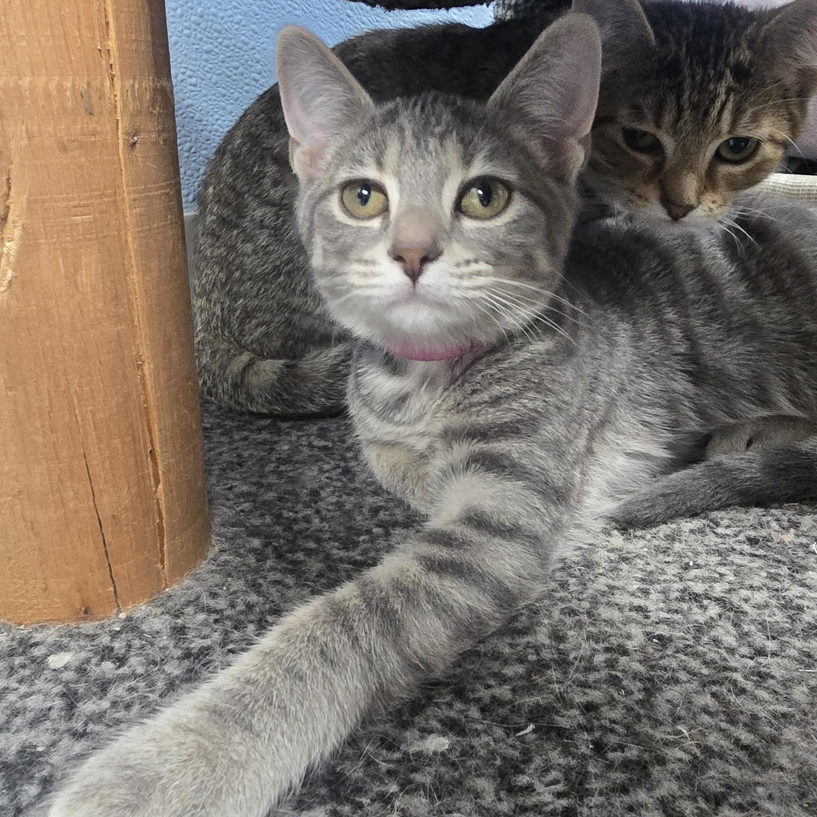 Eloise, ADOPTABLE, Kitten Female Domestic Short Hair.