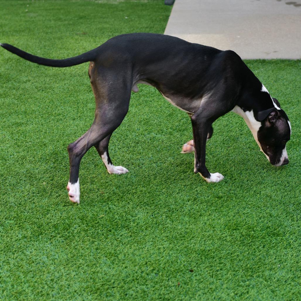 Tuxedo, Adoptable, Adult Male Pit Bull Terrier.