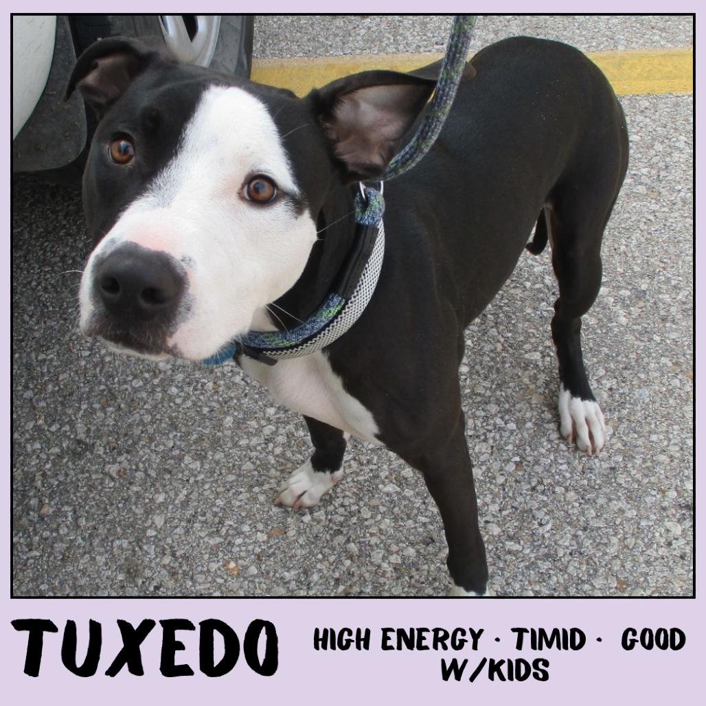 Tuxedo, a Adoptable Pit Bull Terrier in Ottawa, KS image 2/3