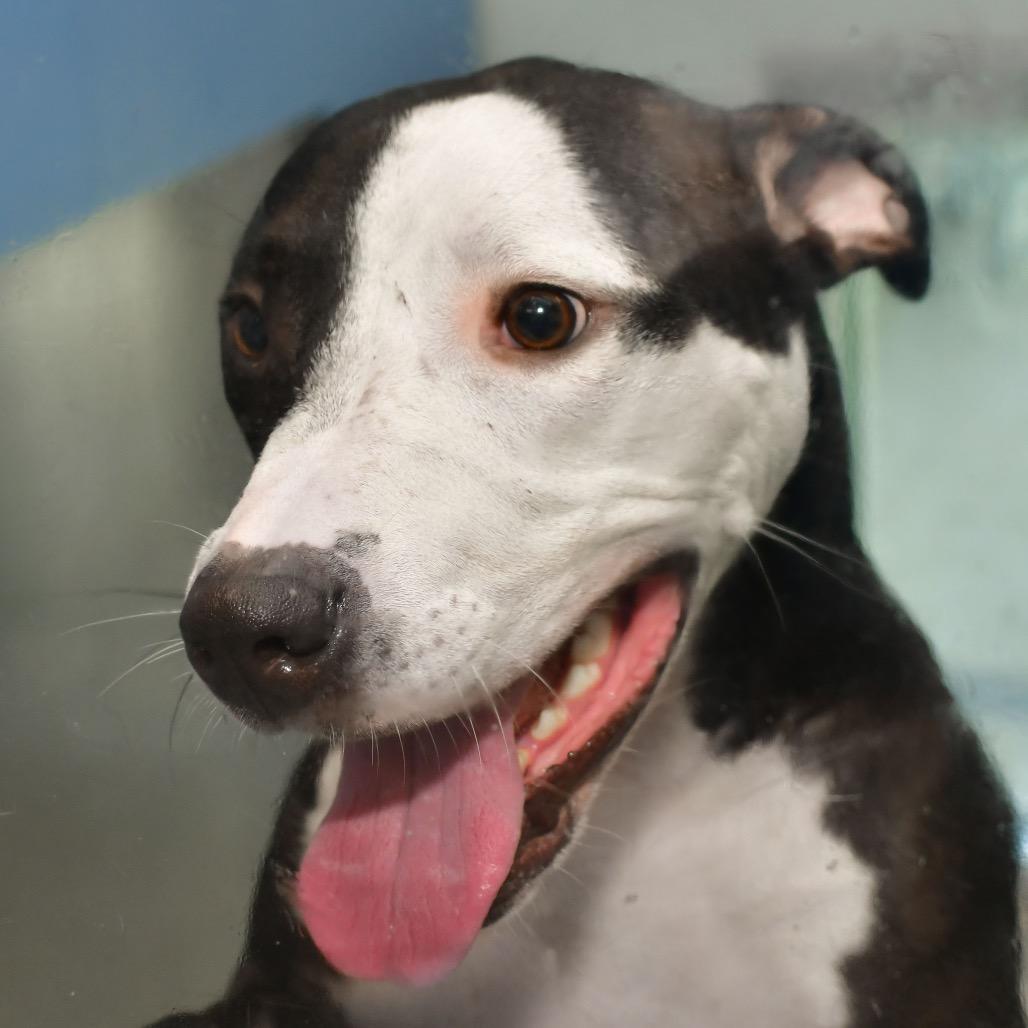 Tuxedo, a Adoptable Pit Bull Terrier in Ottawa, KS image 3/3