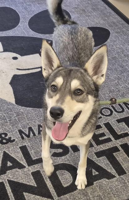 Enlarge MELODY, a Adoptable Husky in Decatur, IL image 1/1