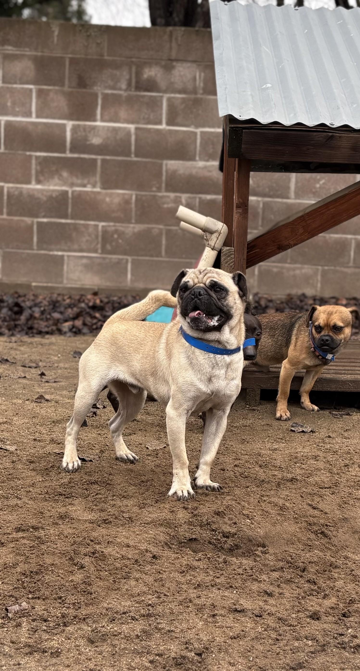 Enlarge BOSS THE PUG, a Adoptable Pug in Fresno, CA image 3/3