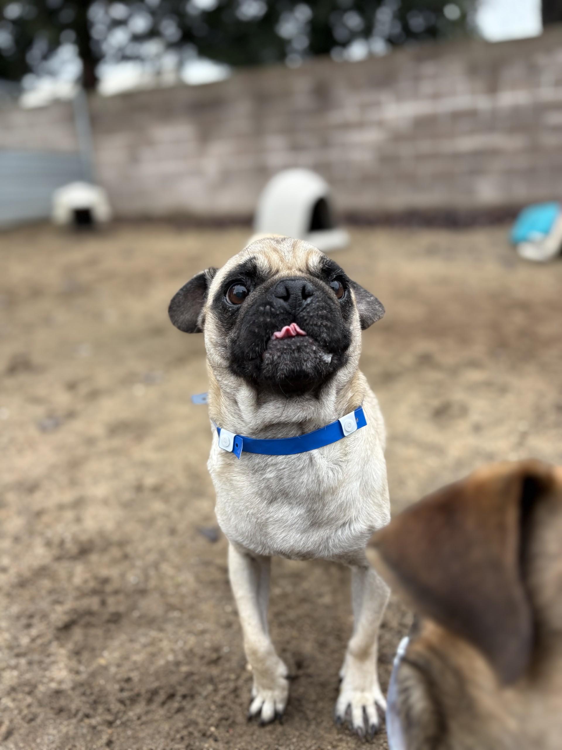 BOSS THE PUG, Adoptable, Young Male Pug.