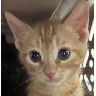 Enlarge Christian Greenwood  (Flower kitten), a Adoptable Domestic Short Hair in Merrifield, VA image 1/1