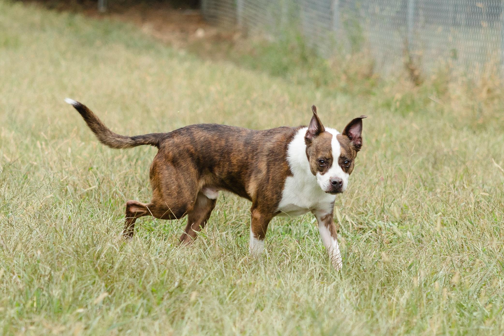 Enlarge Buster, a Adoptable mixed breed in Newburgh, IN image 2/3