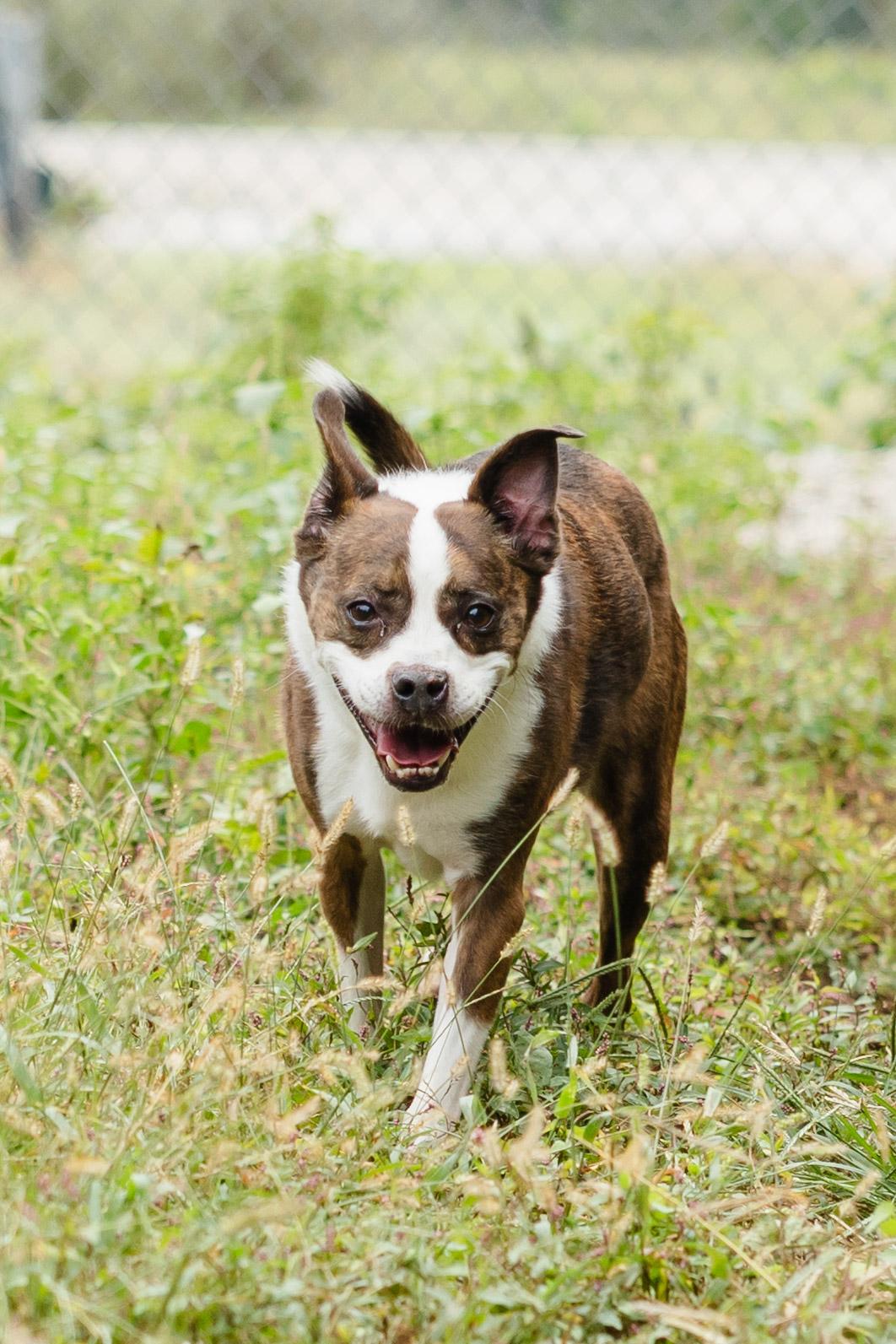 Buster, Adoptable, Adult Male Boston Terrier.