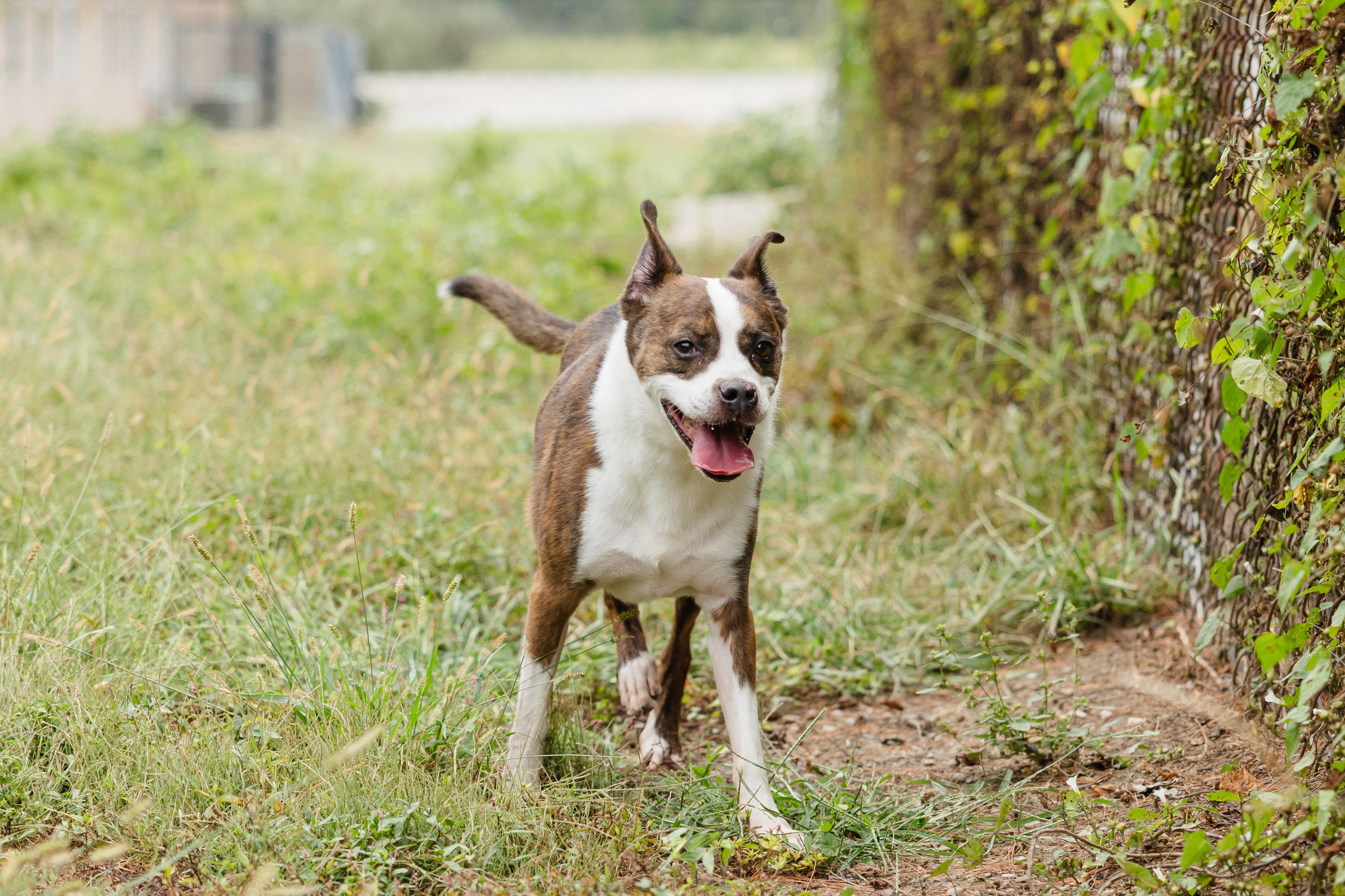 Enlarge Buster, a Adoptable mixed breed in Newburgh, IN image 3/3