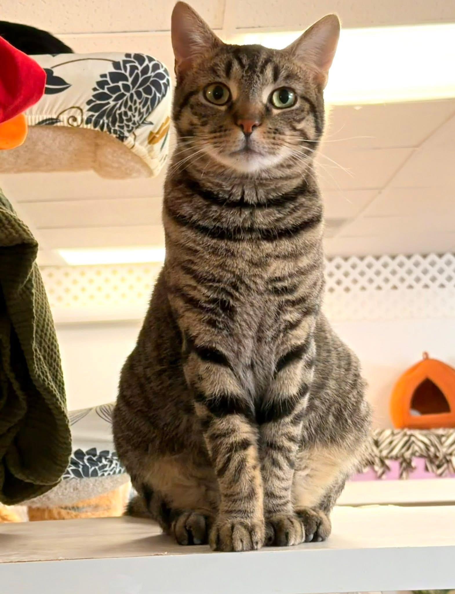 Atlas, ADOPTABLE, Adult Male Domestic Short Hair.