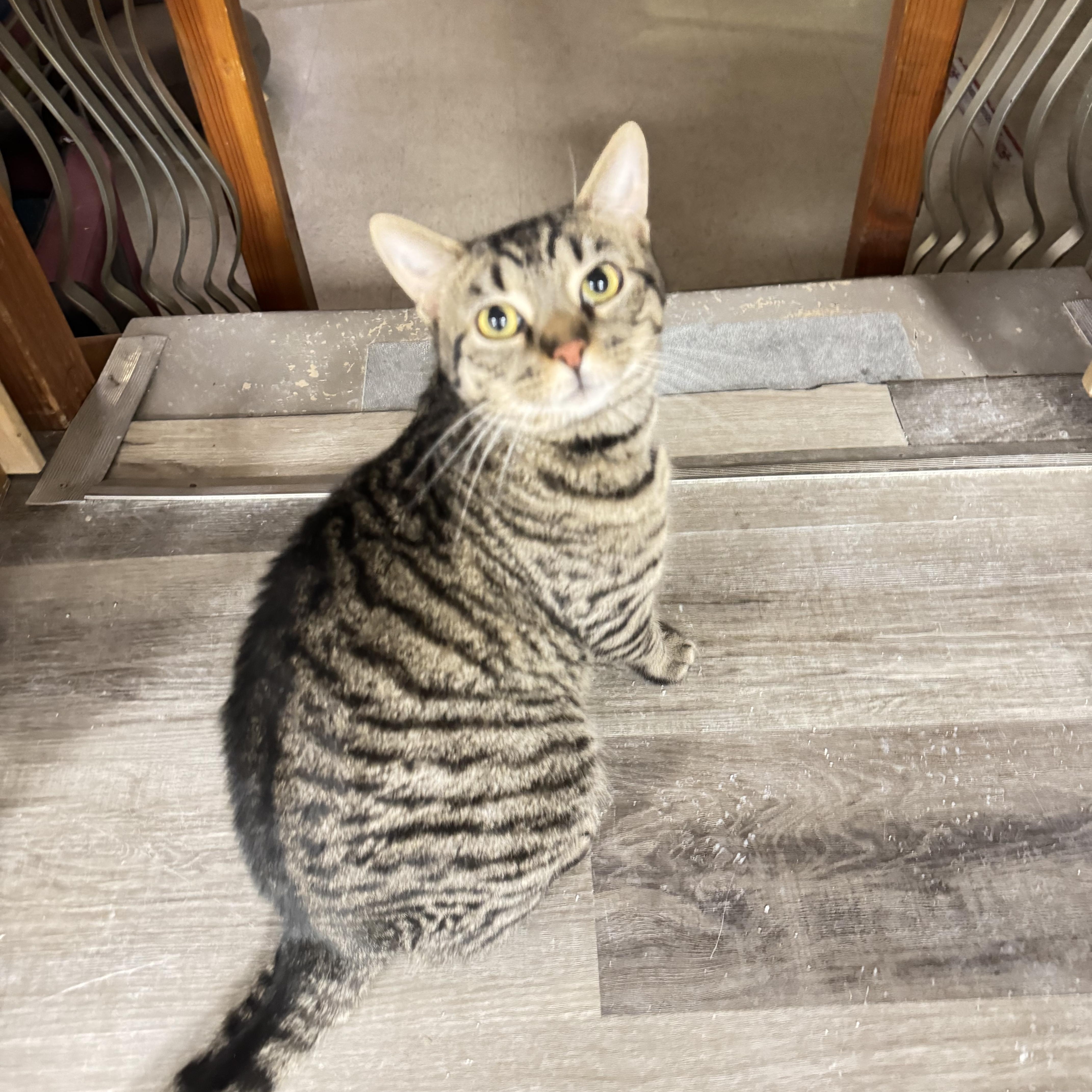 Enlarge Atlas, a ADOPTABLE Domestic Short Hair in Erie, PA image 3/3