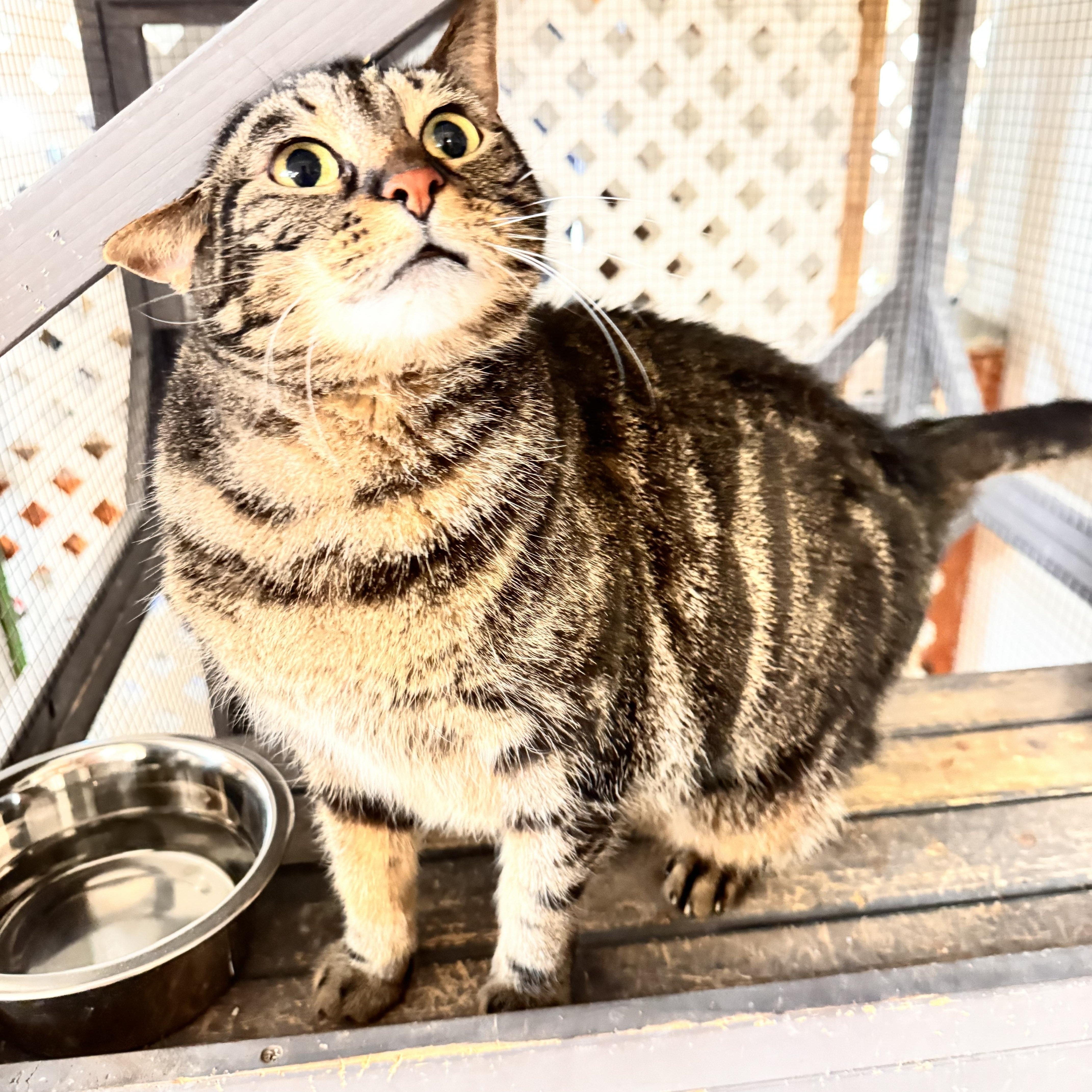 Enlarge Atlas, a ADOPTABLE Domestic Short Hair in Erie, PA image 2/3