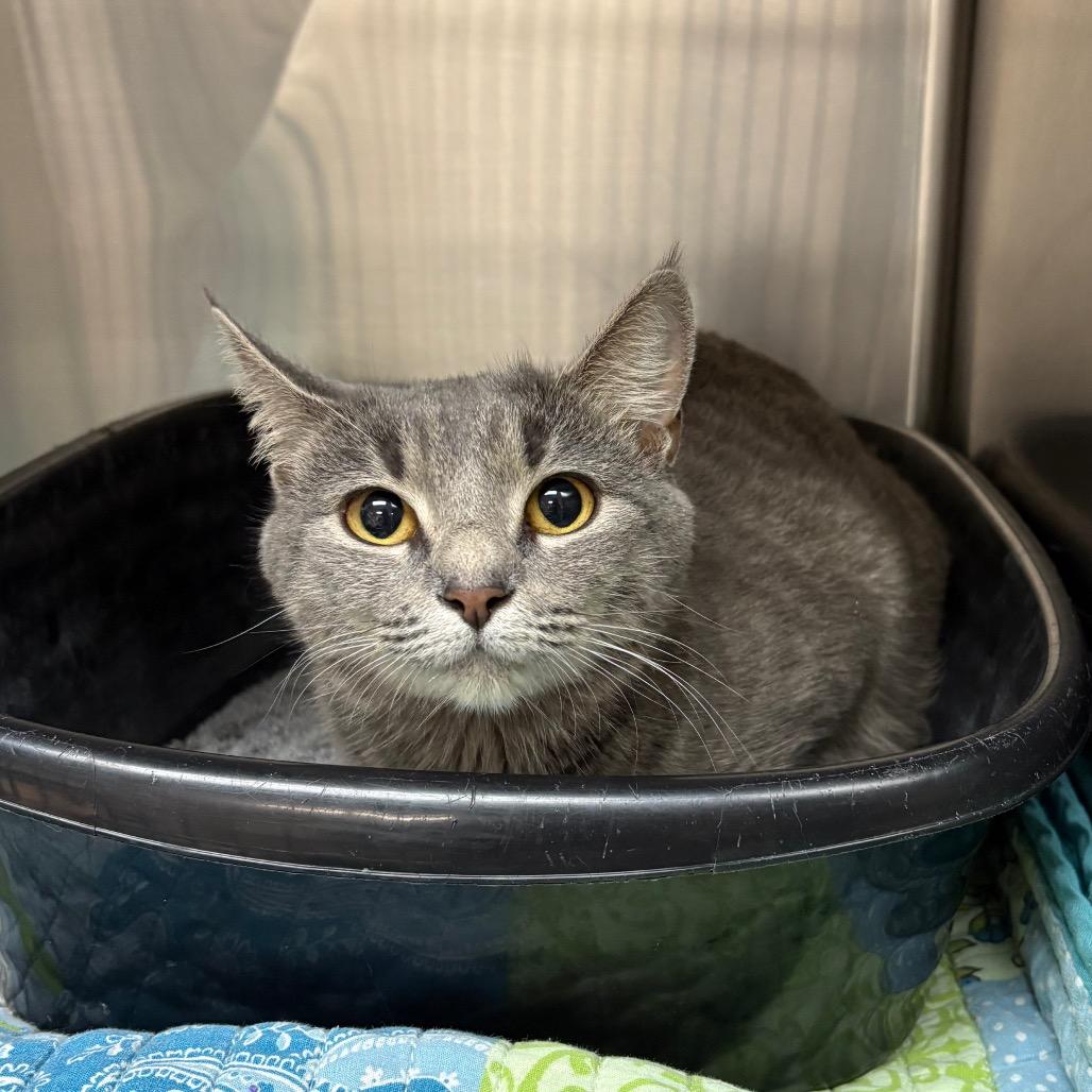 Enlarge Tricia 28321, a Adoptable Domestic Short Hair in Middleburg, FL image 1/3