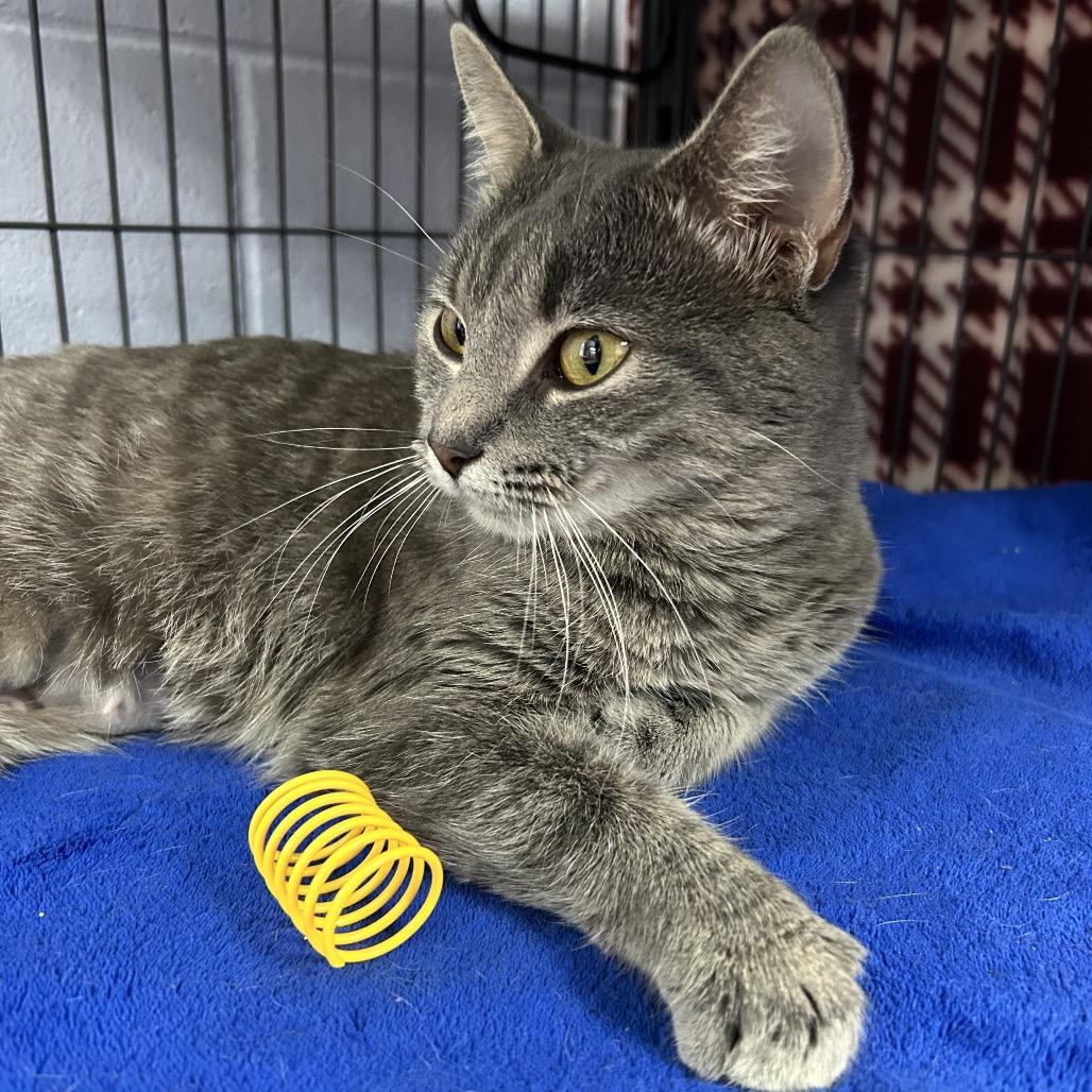 Enlarge Tricia 28321, a Adoptable Domestic Short Hair in Middleburg, FL image 3/3