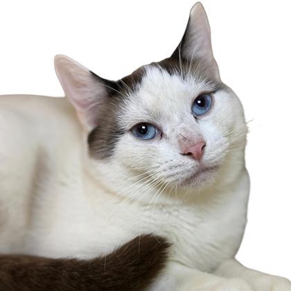 Brimsley, Adoptable, Adult Male Domestic Short Hair & Domestic Short Hair.