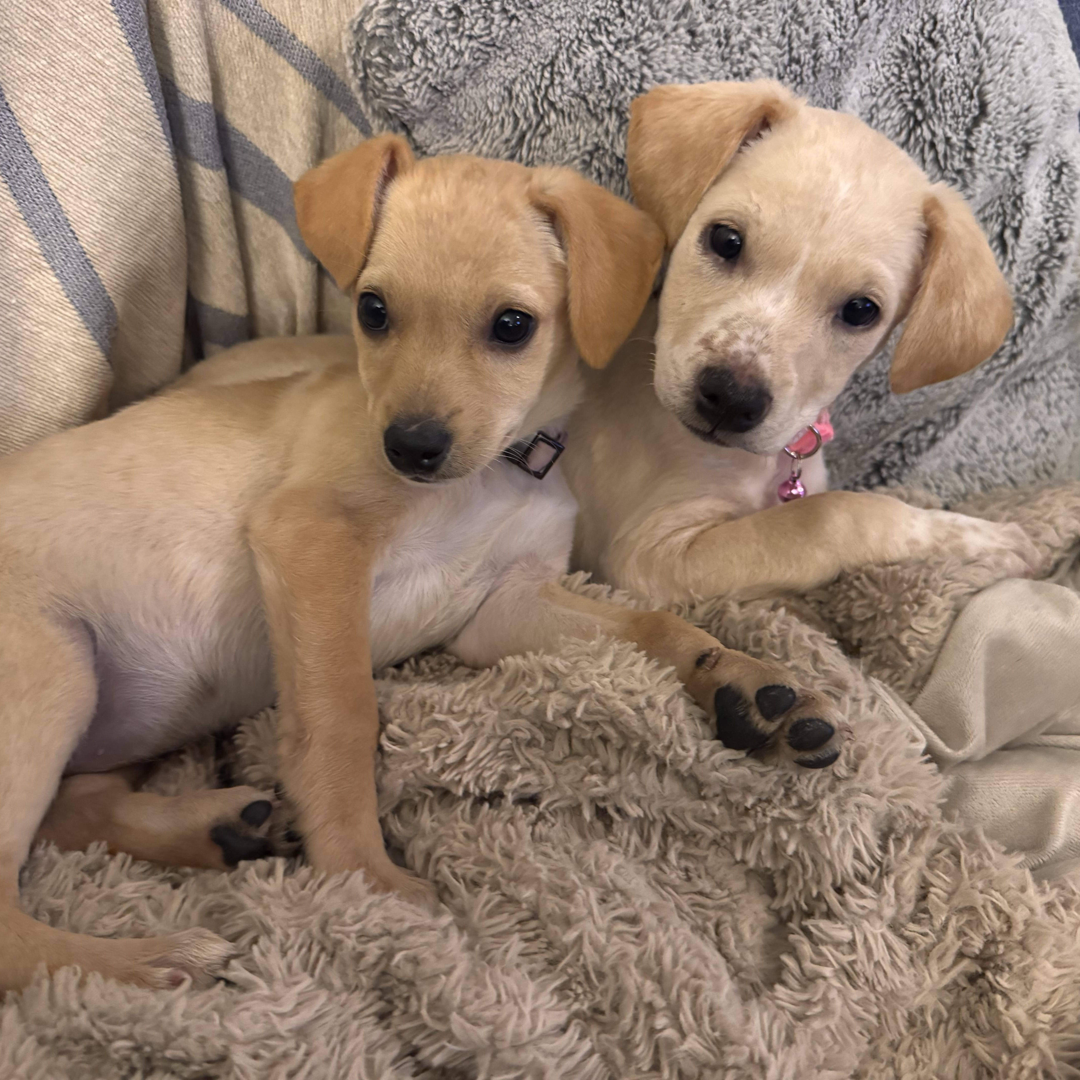 Enlarge LEXY, an adopted mixed breed in Falls Church, VA image 2/6