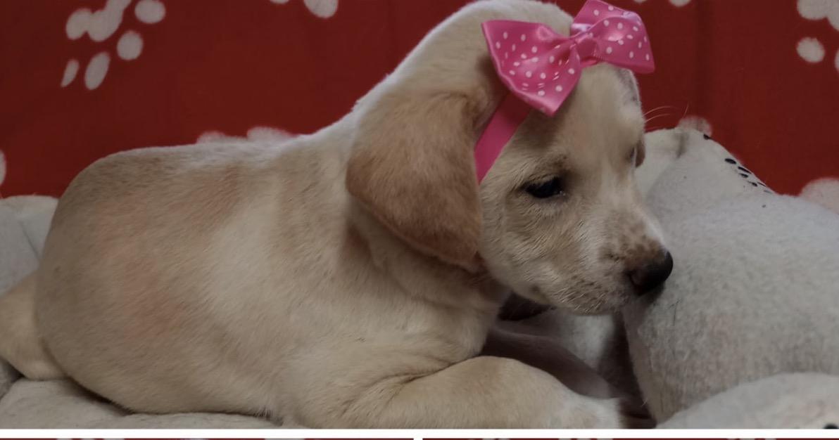 Enlarge LEXY, a Adoptable mixed breed in Falls Church, VA image 3/3