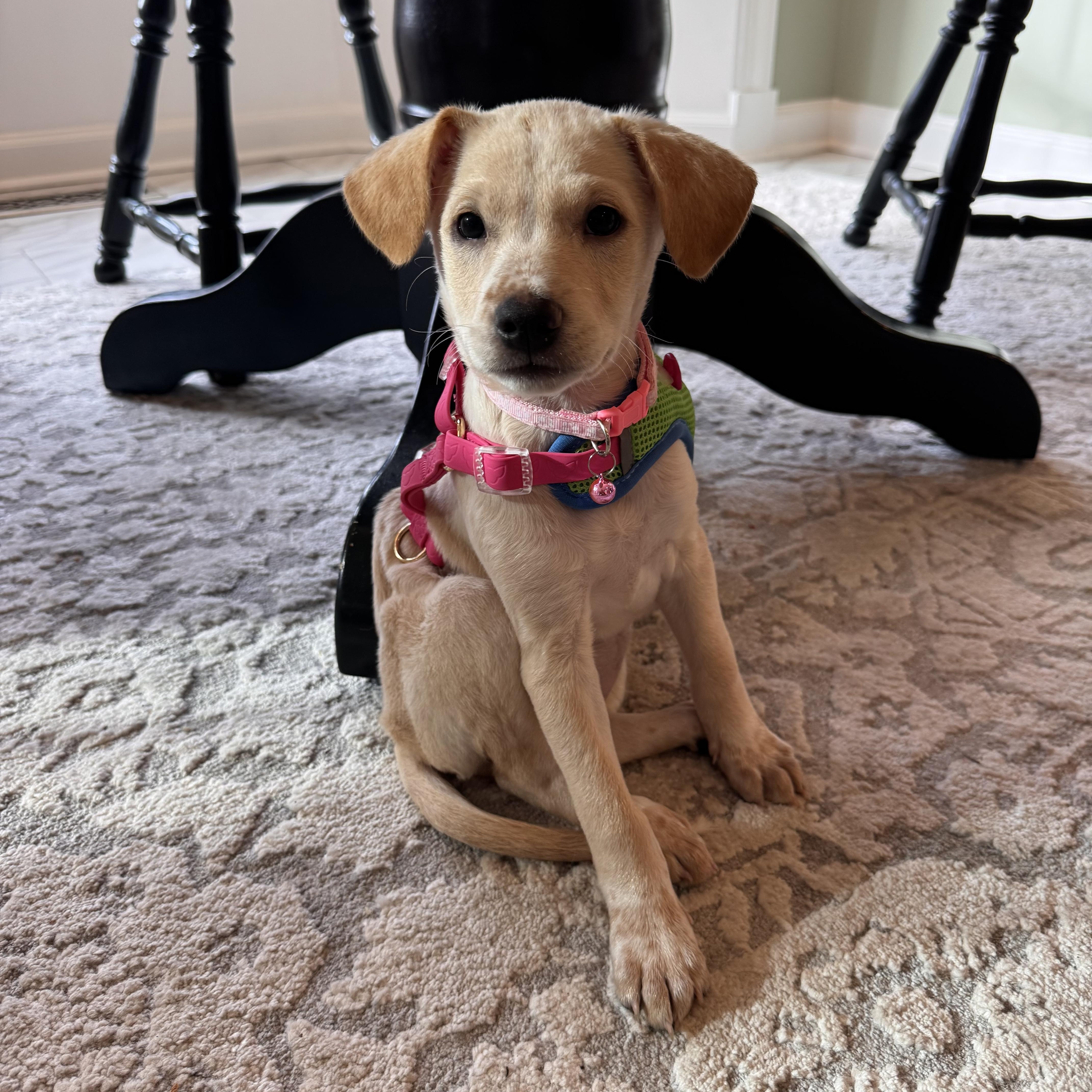 Enlarge LEXY, an adopted mixed breed in Falls Church, VA image 3/6