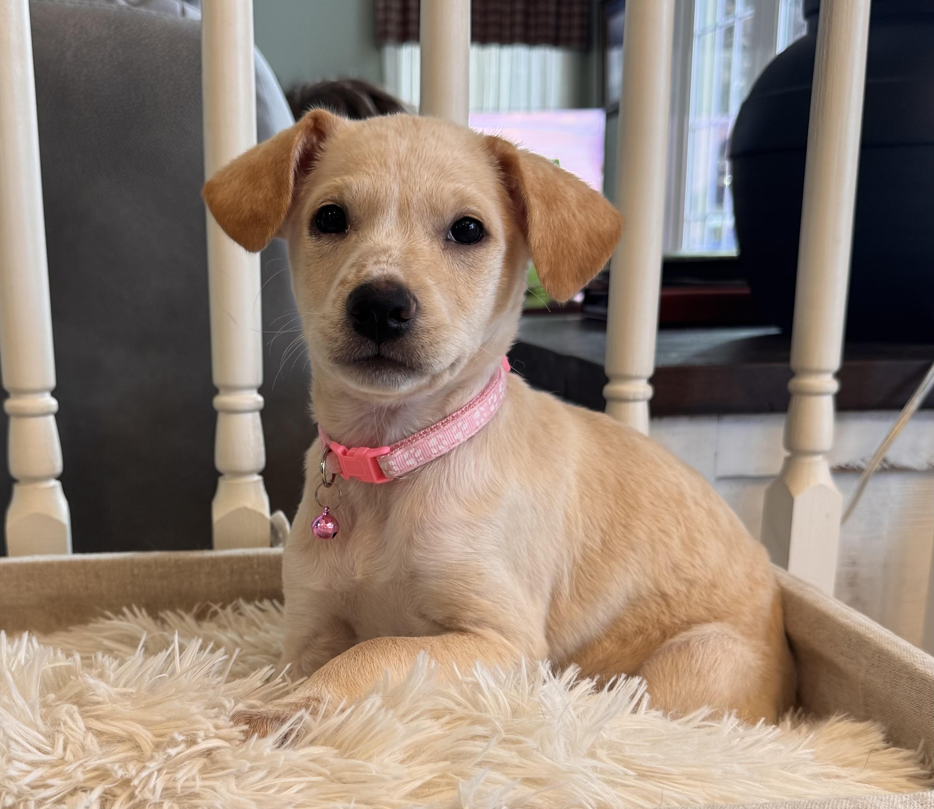 LEXY, adopted, Puppy Female Chihuahua & Yellow Labrador Retriever.