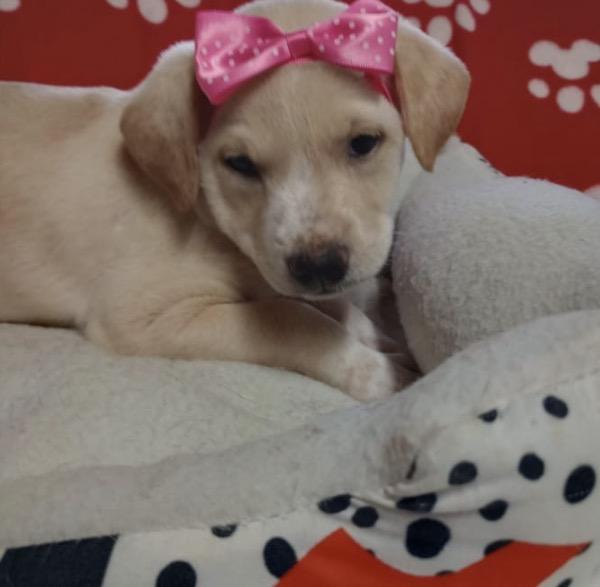 Enlarge LEXY, a Adoptable mixed breed in Falls Church, VA image 1/3