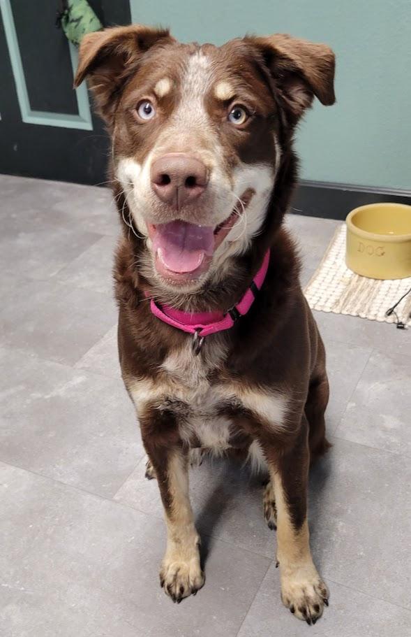 Enlarge Dory, an adopted mixed breed in Lisbon, OH image 2/3