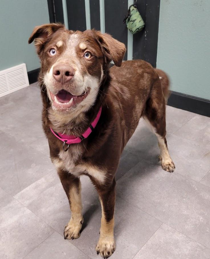 Enlarge Dory, an adopted mixed breed in Lisbon, OH image 3/3