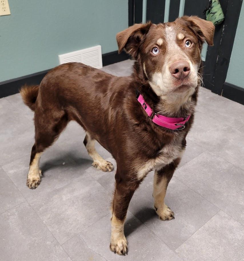 Enlarge Dory, an adopted mixed breed in Lisbon, OH image 1/3