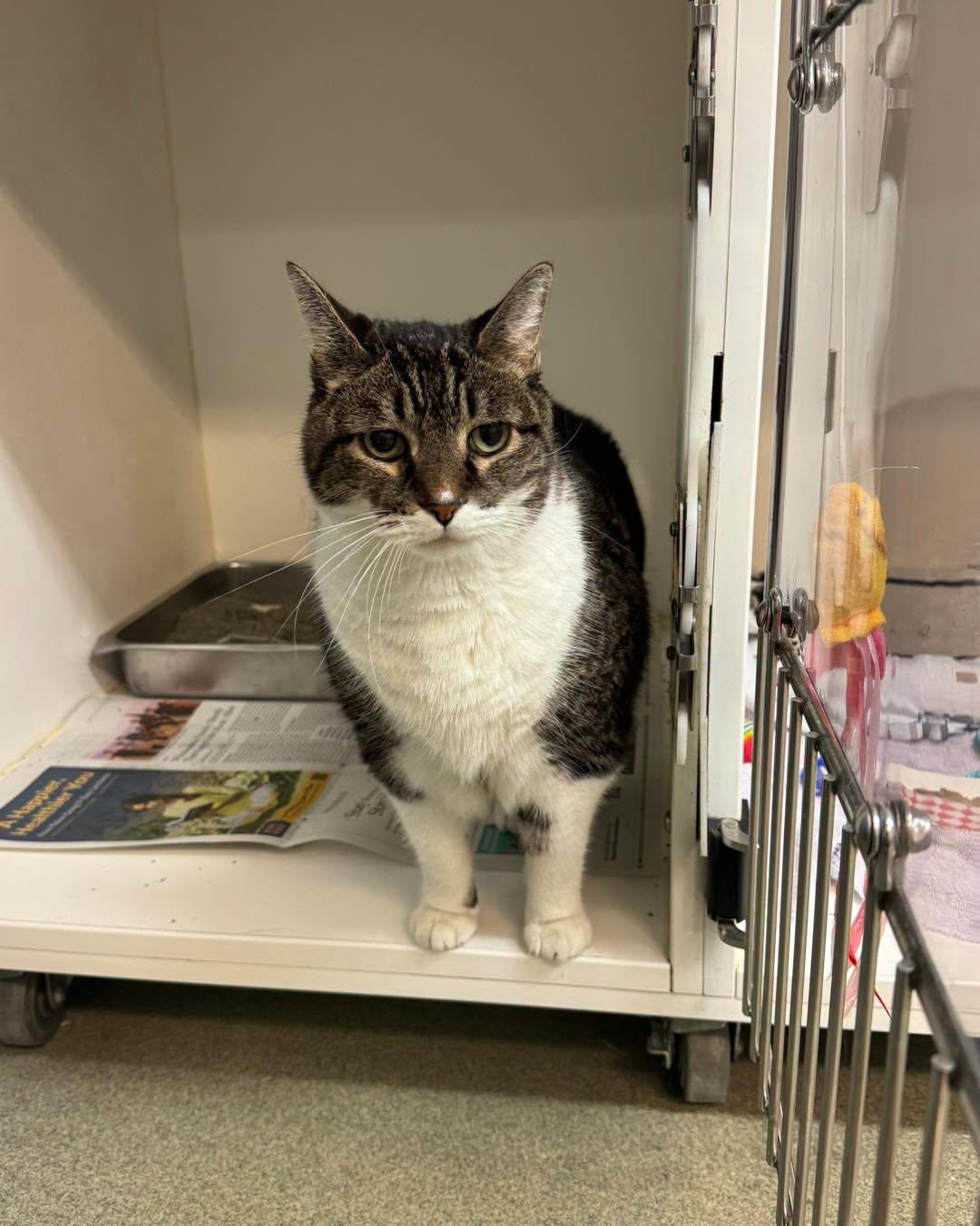 Enlarge Tiger, a Adopted Domestic Short Hair in Bloomfield, NJ image 2/4