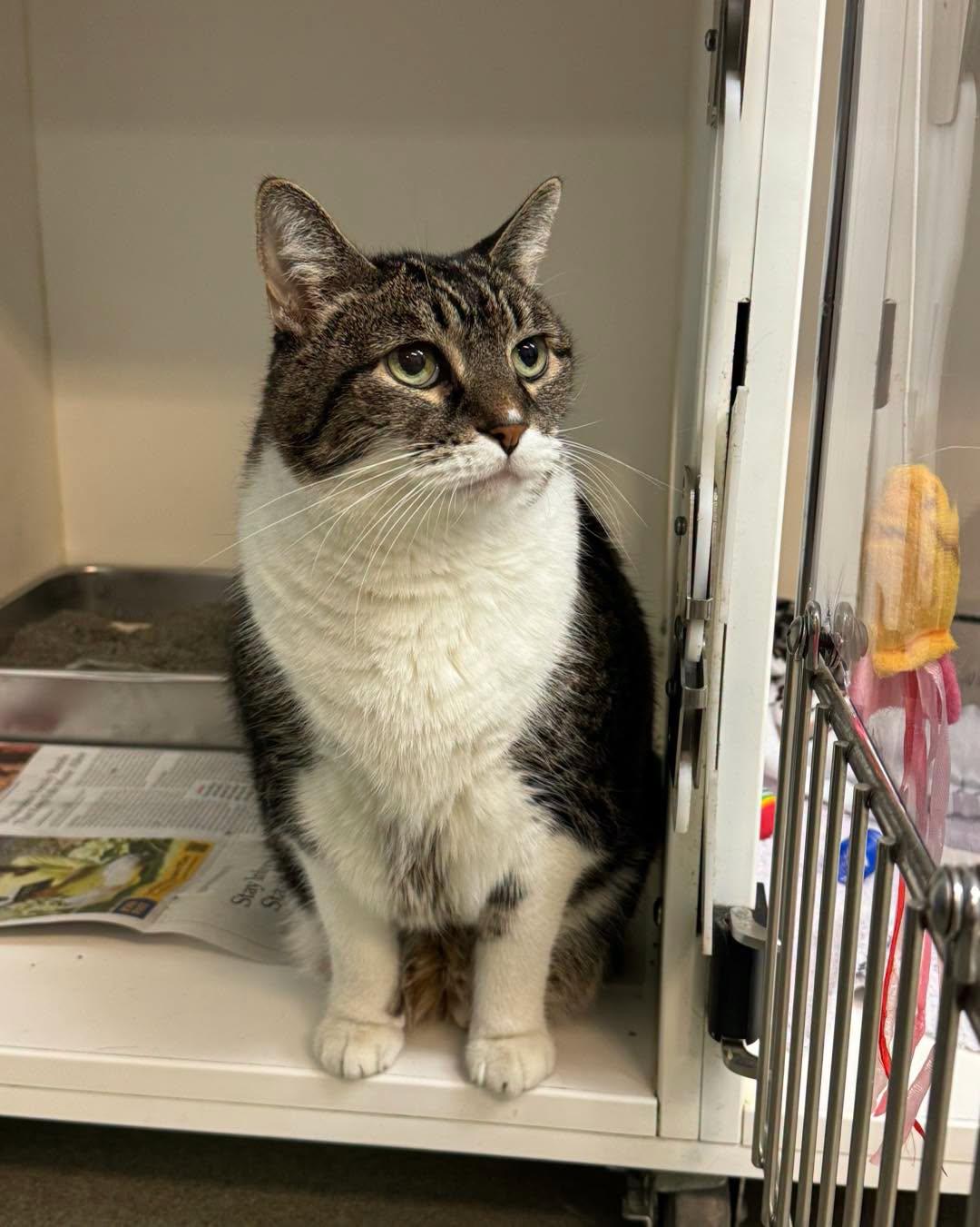 Enlarge Tiger, a Adopted Domestic Short Hair in Bloomfield, NJ image 3/4