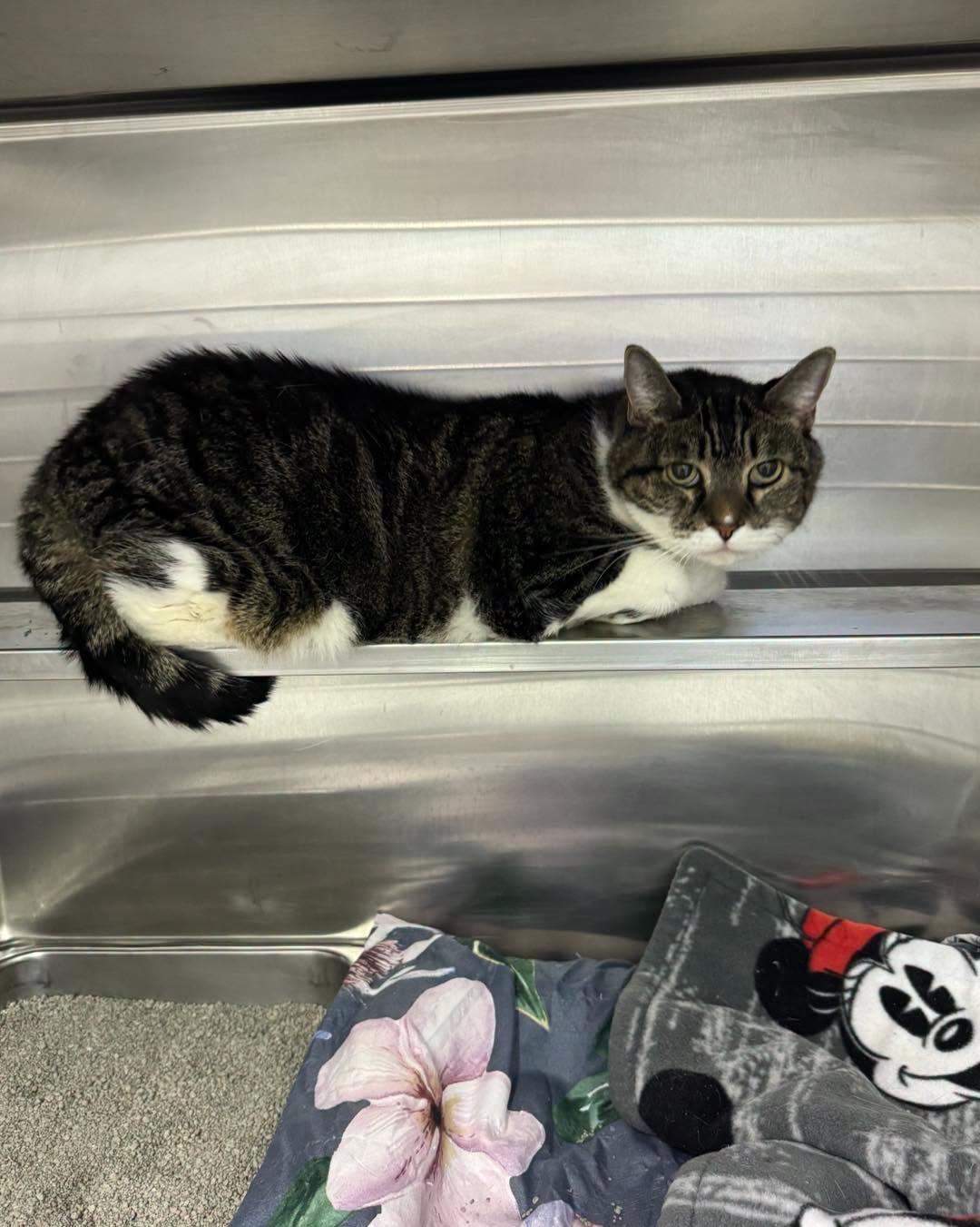 Enlarge Tiger, a Adopted Domestic Short Hair in Bloomfield, NJ image 4/4
