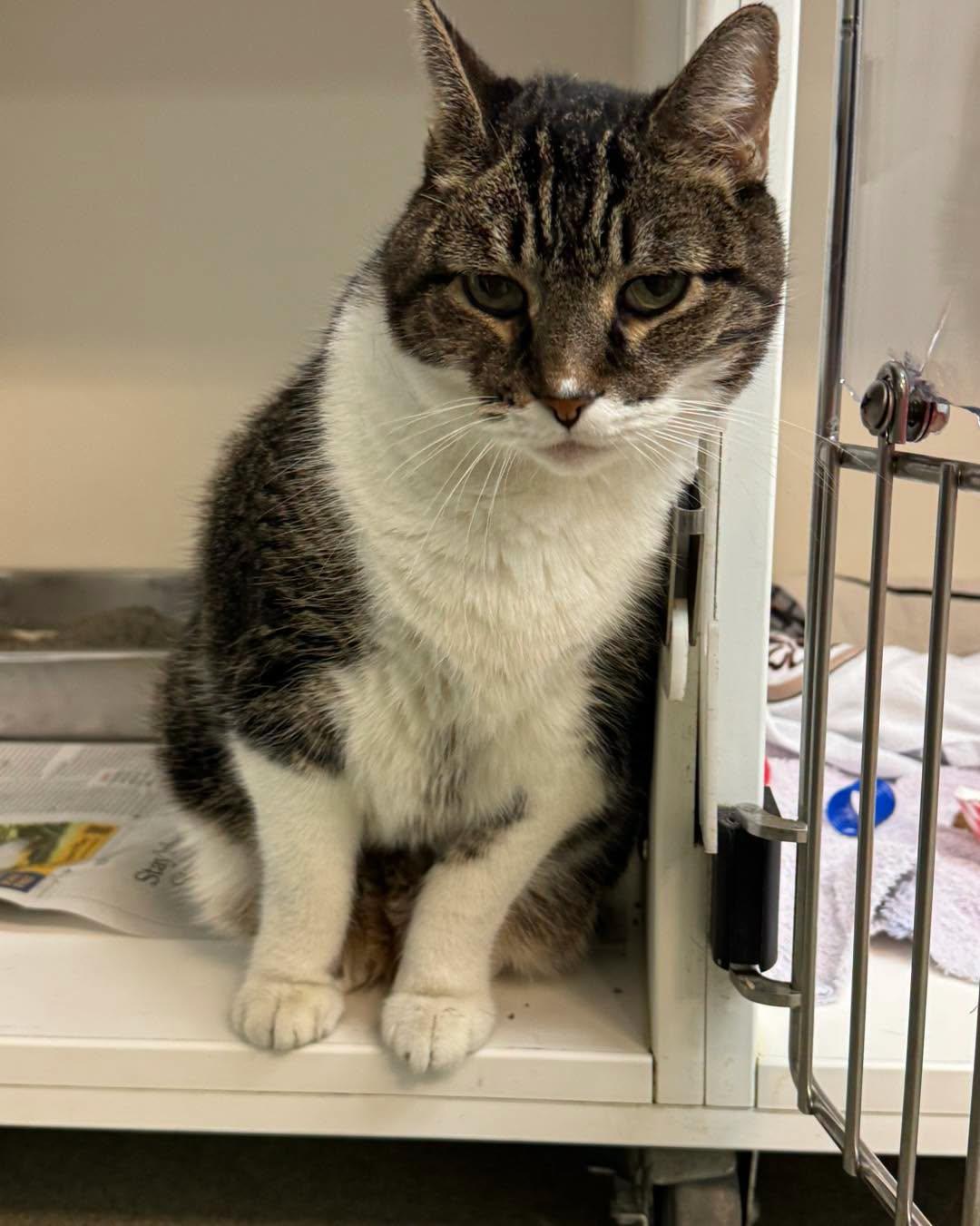 Tiger, Adopted, Senior Male Domestic Short Hair.