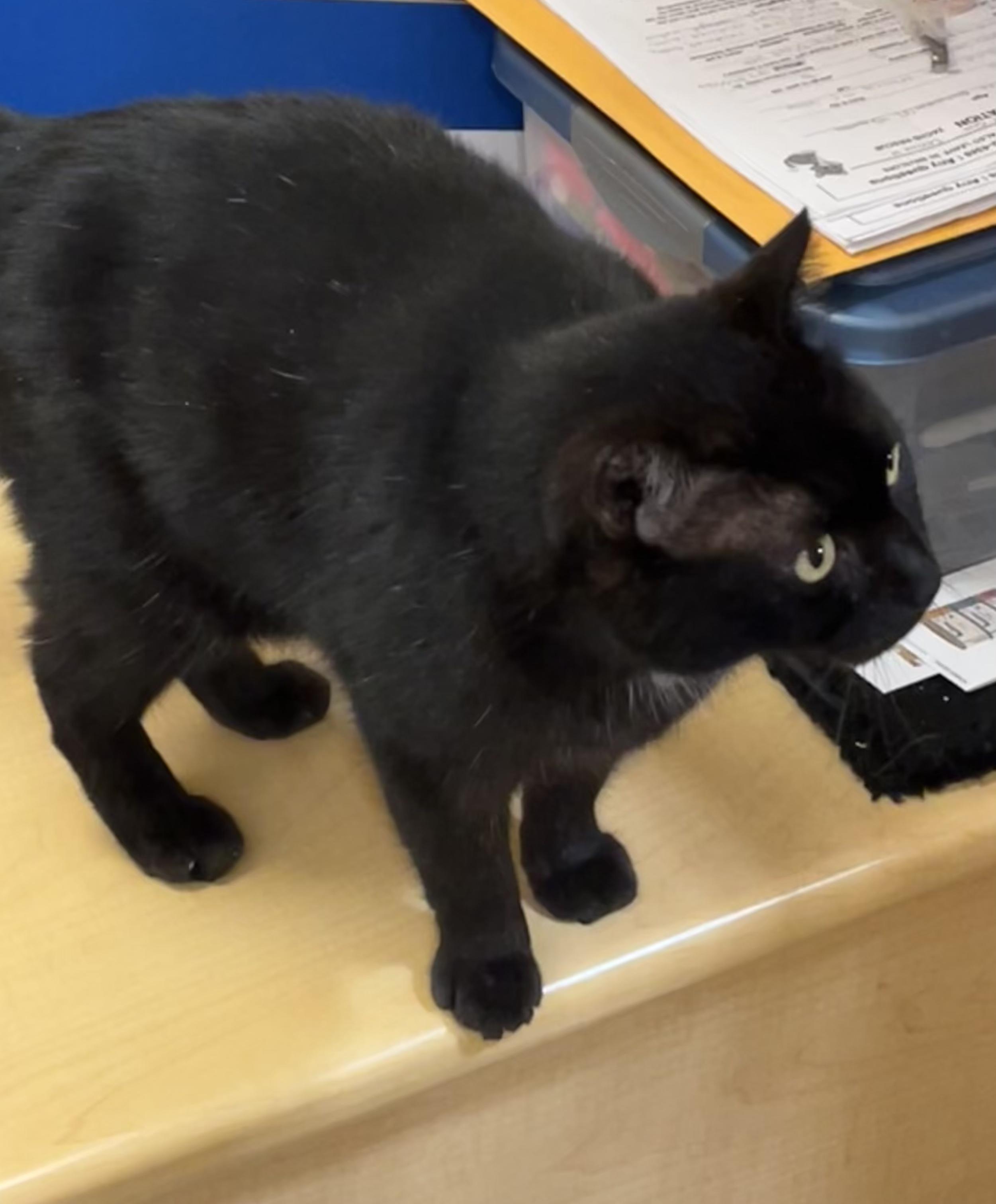 Jet, a ADOPTABLE Chartreux in Charlotte, NC image 3/3