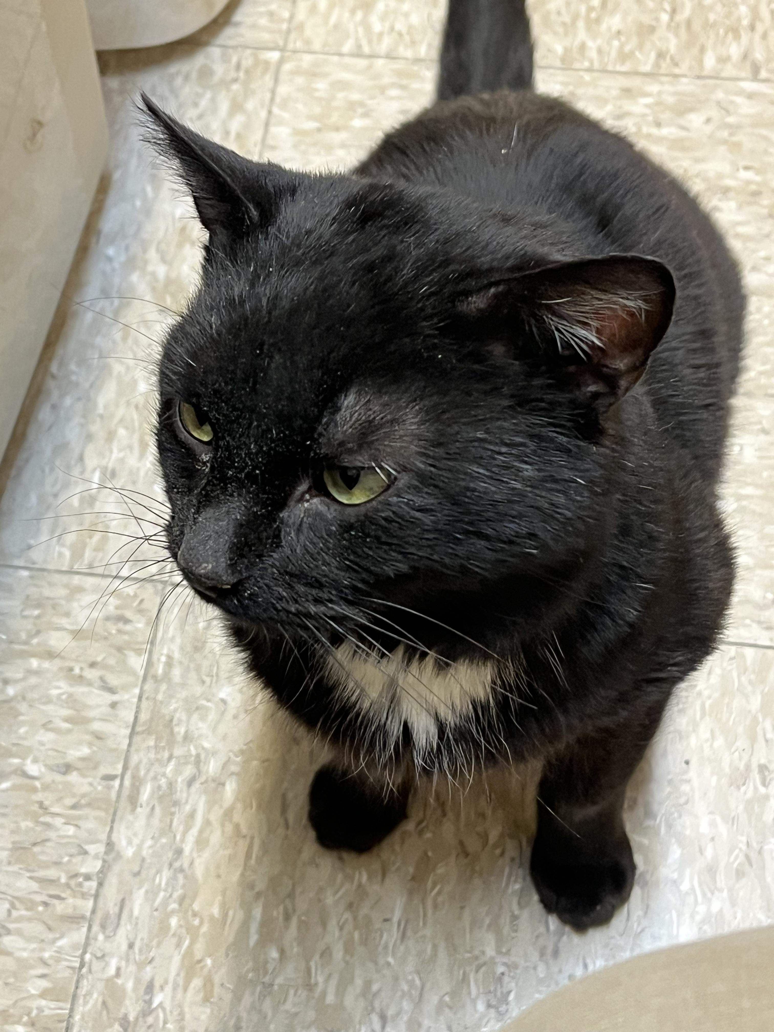 Jet, a ADOPTABLE Chartreux in Charlotte, NC image 2/3