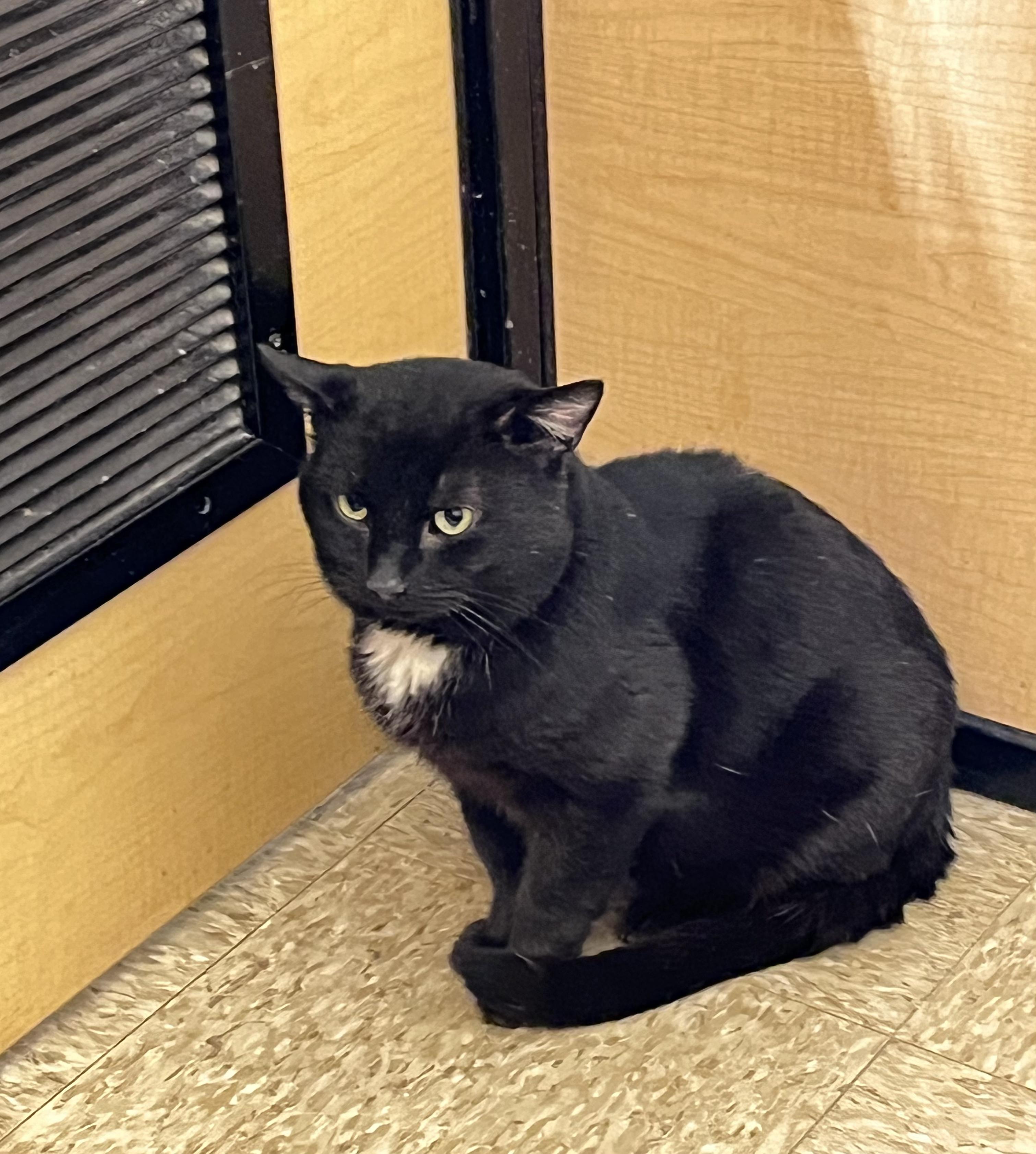 Jet, ADOPTABLE, Adult Male Chartreux.