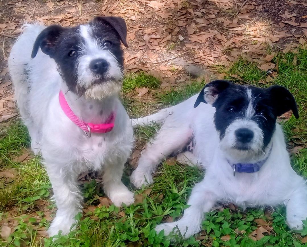 Enlarge Penelope and Violet(Double Your Pleasure), a ADOPTABLE mixed breed in Silsbee, TX image 1/6
