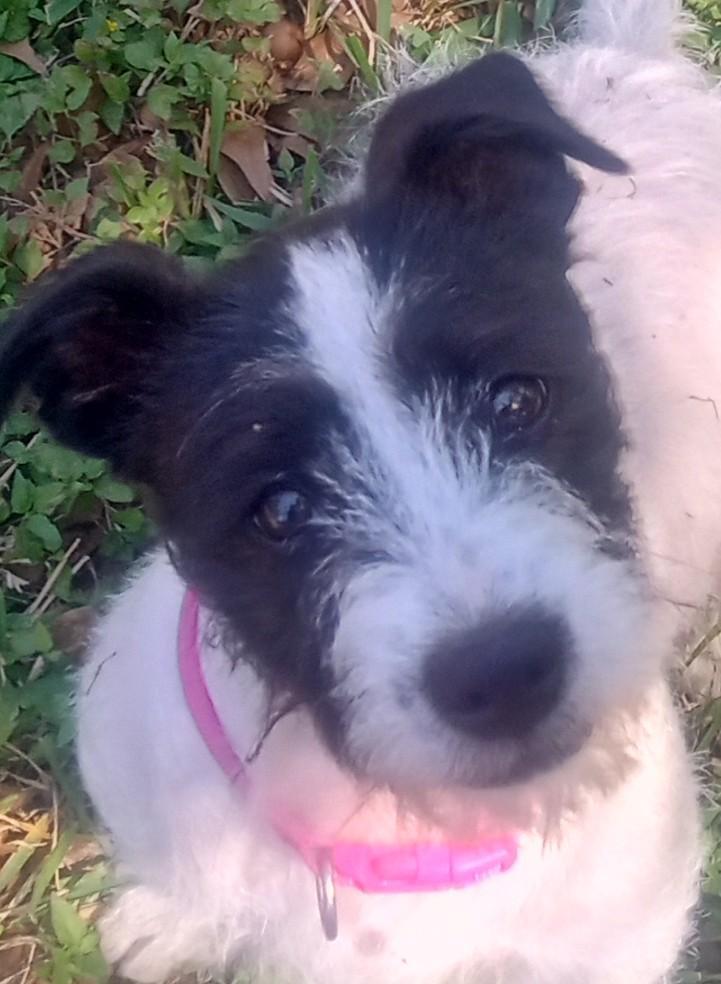 Enlarge Penelope and Violet(Double Your Pleasure), a ADOPTABLE mixed breed in Silsbee, TX image 2/6