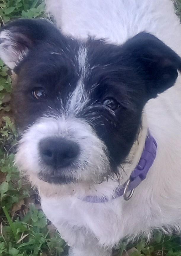 Enlarge Penelope and Violet(Double Your Pleasure), a ADOPTABLE mixed breed in Silsbee, TX image 5/6