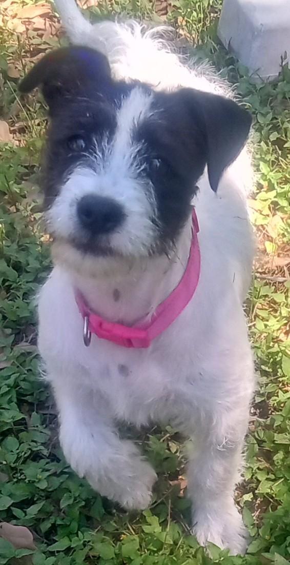 Enlarge Penelope and Violet(Double Your Pleasure), a ADOPTABLE mixed breed in Silsbee, TX image 3/6