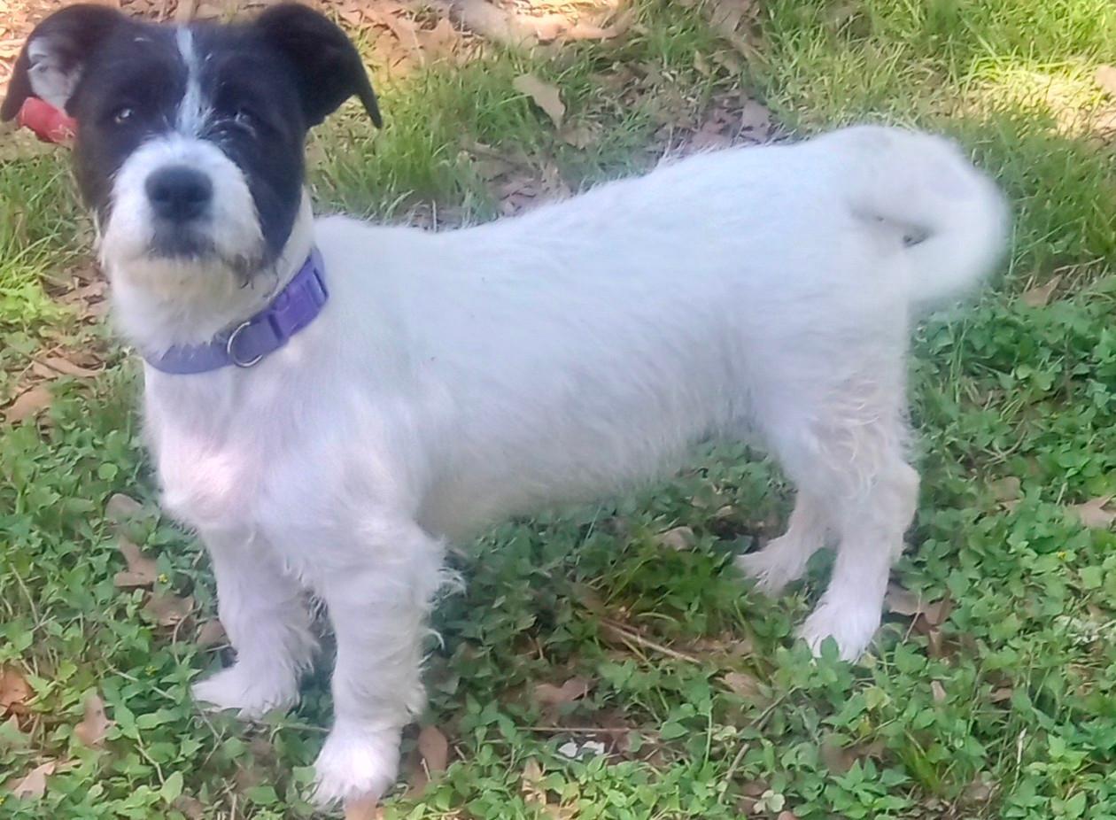 Enlarge Penelope and Violet(Double Your Pleasure), a ADOPTABLE mixed breed in Silsbee, TX image 4/6