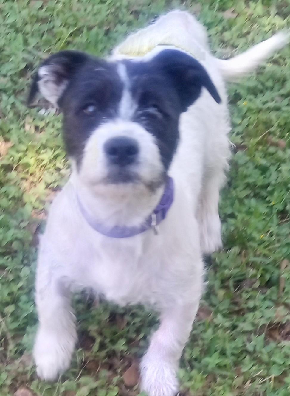 Enlarge Penelope and Violet(Double Your Pleasure), a ADOPTABLE mixed breed in Silsbee, TX image 6/6