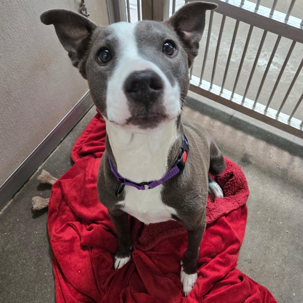 Meara, Adult Female Mixed Breed