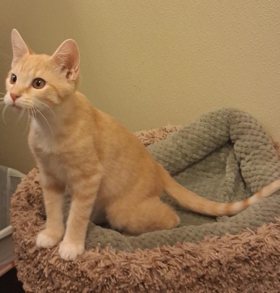 Chesley, a Adoptable mixed breed in Neosho, MO image 1/2