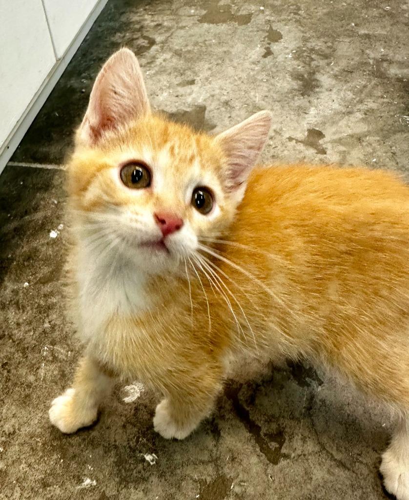 Chesley, Adoptable, Kitten Male Domestic Short Hair.